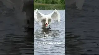 Лебединый бит красавчика с Минского моря. #лебедь #милоевидео #birds #nature #бит #полетели #swan