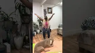 Follow Blue or follow me, either way you doing yoga 🤣💙💡#yoga#dogyoga#dog#youtube