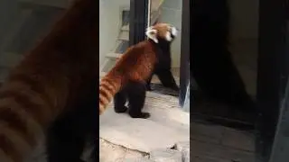 ひとりじゃつまらない　＃レッサーパンダ＃西山動物園＃ショート＃redpanda #cute
