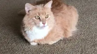 Tabby cat tells me to go away when asking about loafing