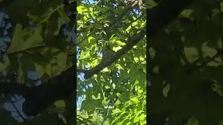my hummingbird sitting on her nest!