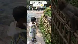 Monkey attack on children🐒😱#monkey #attack #shirtsvideo #funnymonkey #animals #shorts