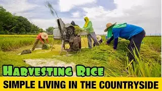 Harvesting Rice In The Philippines Raw Footage | Simple Living In The Countryside!