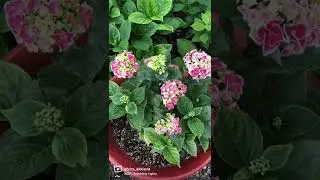 Цветёт часть моих гортензий! Безымянная, Тиволи Блю, Ю/ми Перфекшн.