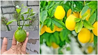 Unique skills how to grow lemon trees fruit
