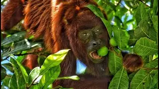 Guianan Red Howler&mdash;Their Teeth are Adapted for Their Leafy Diet