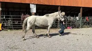 7168- grey farm raised mustang mare 6yr old 15h $700 Deadline 2/27/26