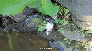 Meet A Snake Having Breakfast A Little Frog - Amazing Food Chain.