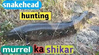 Amazing Snakehead Fishing Sport ButVery Dangerous aria Best frog lure nova65