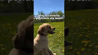 HOW TO: Correctly position a slip leash.🦮 #dog #goldenretriever #puppy