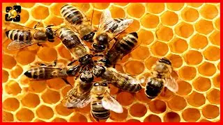 World modern agriculture technology machine working awesome-best compilation