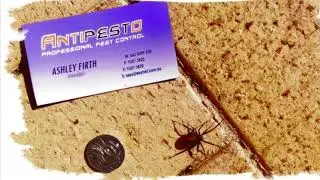 Perth Pest Control