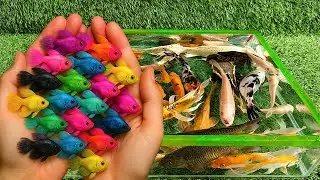 Aquarium Unboxing Ikan Hias Warna Warni, Ikan Glofish Hias, Ikan Lele Hias, Ikan Koi, Ikan Air Tawar