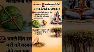 एक साथ दो मनोकामनाएं पूर्ण होगी बरगद के पत्ते के साथ#viralvideo #astrology #love #love #motivation
