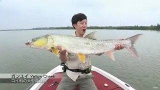 #212 【PART1】悠久の大河、中国長江に躍る怪魚の影～黄色い頬のモンスター、ガンユイを追う～