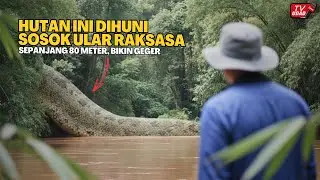 UKURANNYA TAK MASUK AKAL‼️ Inilah Penampakan Ular Raksasa yang Bikin Syok dan Sedang Viral...