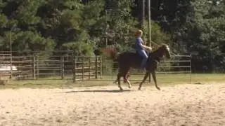 Walk trot canter gallop!