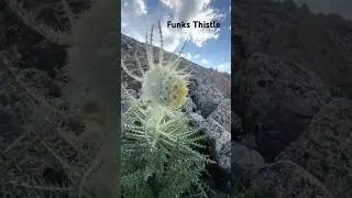 ￼Check out this Funks Thistle