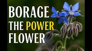 The Truth About Borage: Healing Uses, History and Science