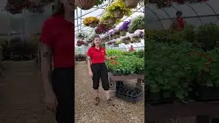 Nasturtium