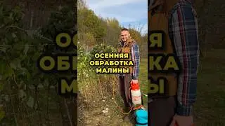 Осенняя обработка малины