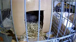 Hen Cam Live Stream