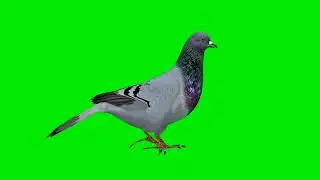 Pigeon Walking Green Screen Background || कबूतर ग्रीन स्क्रीन