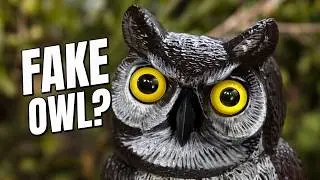 Fake Owl To Scare Away Birds