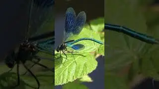 Dragonfly Opening and Closing Wings-Calming Music #shorts