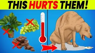 Top 10 Most Harmful Things For Your Dog ⚠️ MUST KNOW