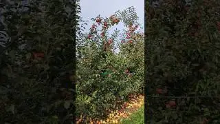 Fruit Tree Shaker OL-1 || Made By CWTS Poland || #shorts