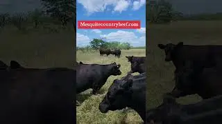 Farm to table beef #farming #grassfedbeef #grassfed #grassfinished #upgradeyourbeef