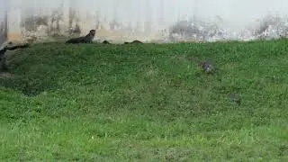 新加坡野生水獭 The 2A7J6pups Smooth-coated Otter Family In Singapore _ Sungei Ulu Pandan _ 02 June 2025