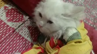My Home Cat  Name Pinkey #youtubeshorts #shortfeed  #shortvideo #elonmusk #imrankhan #owlkitty