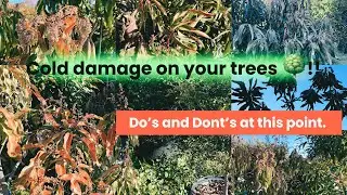 Cold Damage on Tropical Fruit Trees: Critical Do’s and Don’ts After a Freeze. 