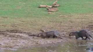 Otters at Kabini Reservoir