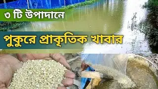 পুকুরের পানি সবুজ করার উপায় | ৩ টি উপাদান দিলেই পুকুরে মাছের প্রাকৃতিক খাবার তৈরি হবে