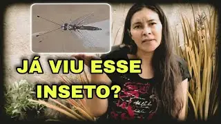 Formiga leão adulto você já viu esse inseto no quintal?