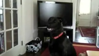 My Dog Doing Funny Things