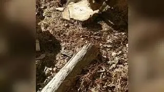 Maple Stump removal with Carlton