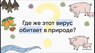 Вирус Нипах