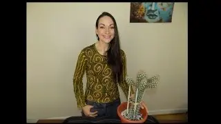 How to pot up and support a columnar cactus cutting