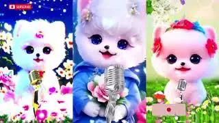 Hasbi Rabbi Jallallah | Nat | Cats nat | Cute little Cat 😺 | Cute Cats Studio 