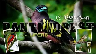 Panti Forest Johor Malaysia for Birding