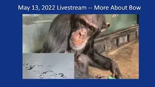 Livestream -- Come Chat About Bow