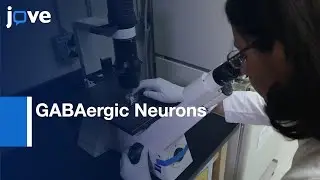 Stem Cell derived Endothelial Cells and GABAergic Neurons Assays  | Protocol Preview