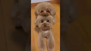 #dogsofinstaworld #adoptdontshop #doggy #dogsofig #k #lovedogs
