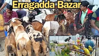 Erragadda Every Sunday pet Market in, Hyderabad TS. India (24-11-2024)