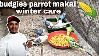 Budgies parrot makai khate Hain 👍 provide for budgies parrot in makai 🌽