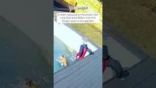 Superhero Rescues Freezing Mountain Lion Cub and Changes Its Life! ❄️🦁 #Shorts